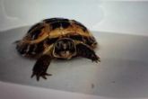 Horsfield : Young approx 4 years old (Shelby)